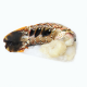 Anterior